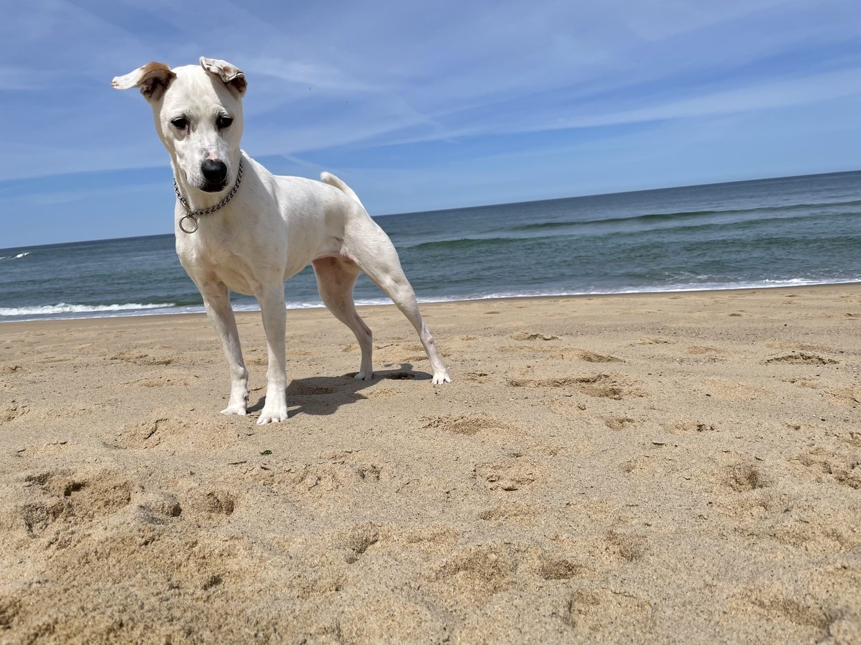 A dog on the beach